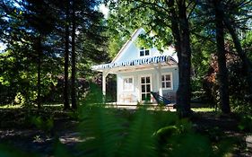 Kwiat Paproci